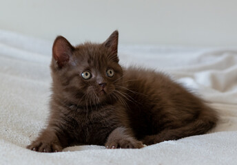 Cute dark chocolate british shorthair kitten. Selective focus