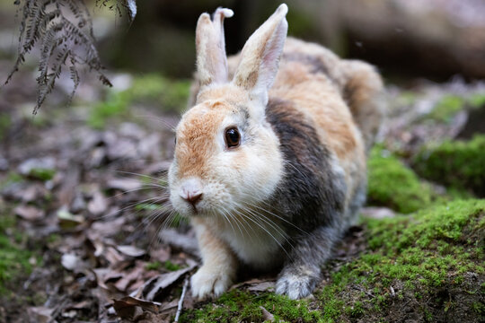 野生のうさぎ のストック写真 ロイヤリティフリーの画像 ベクター イラスト Adobe Stock 野生のうさぎ のストック写真 ロイヤリティフリーの画像 ベクター イラスト Adobe Stock
