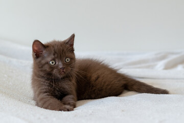 Cute dark chocolate british shorthair kitten. Selective focus