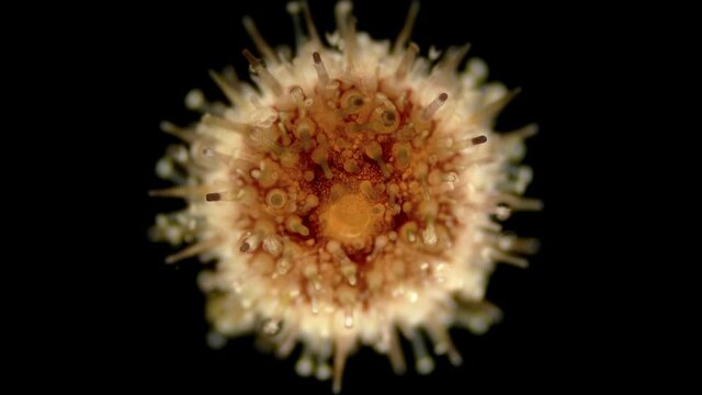 sea urchin Echinoidea, under a microscope, type Echinodermata. The legs of the dorsal side have been transformed into organs of touch and respiration, and the anus is also in the center of the aboral 
