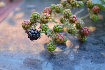 Berry of Eurasian Blackberry, Rubus plicatus.