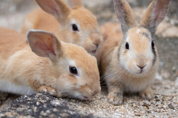 野生の仔ウサギ -うさぎの楽園 大久野島-