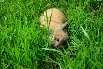 Naklejka na ściany i meble The scared adult rabbit is lying on the its path in the grass, the top view.