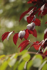 czerwone  młode  liście  na  drzewie  w  lesie