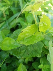 Green leaves in the morning today