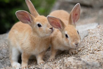 野生の仔ウサギ -うさぎの楽園 大久野島-
