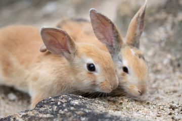 野生の仔ウサギ -うさぎの楽園 大久野島-