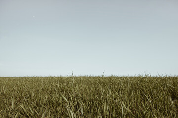 Green grass field and blue sky. Minimal nature landscape