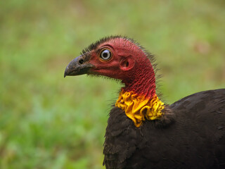 Portrait of an Australian Brush-turkey (Alectura lathami), Australia