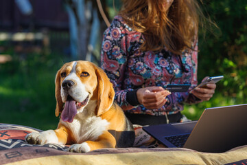 A dog with a woman sit on a mattress outdoors. There is a beagle in focus. A woman in the...