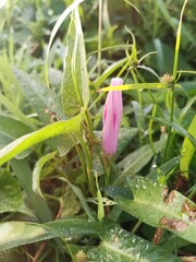 Beautiful pink flowers in the morning sun