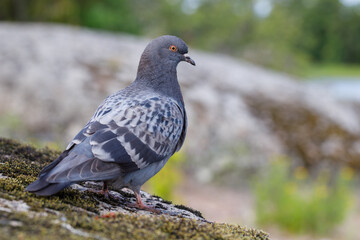 Dove outdoors close up. Forest background blurred.