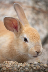 野生の仔ウサギ -うさぎの楽園 大久野島-