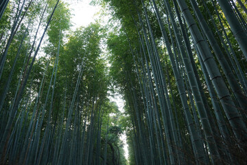 Bamboo Forest in Arashiyama, Kyoto Japan