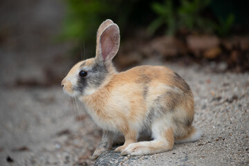 Fototapeta premium 野生の仔ウサギ -うさぎの楽園 大久野島-