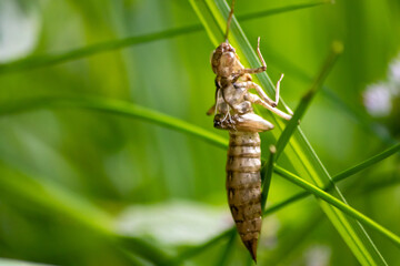 Empty dragonfly larva after metamorphose from a larva to a dragonfly leaving the transparent cocoon at the grass where the larva left the water to grow to an insect hunter at an idyllic garden pond