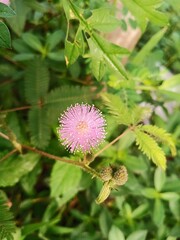 Beautiful pink flowers in the morning sun