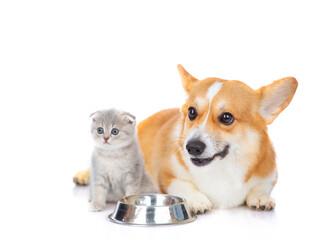 A corgi puppy of bright red color and a small fluffy kitten next to an empty plate are looking at the camera isolated on a white background