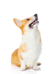 Bright red color corgi puppy looking up isolated on white background