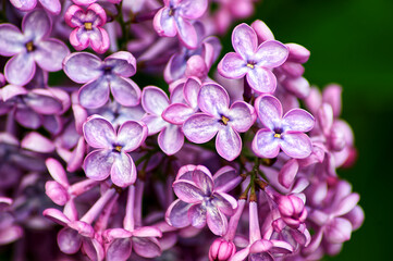 Fototapeta na wymiar close up of lilac