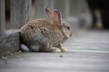 野生の仔ウサギ -うさぎの楽園 大久野島-