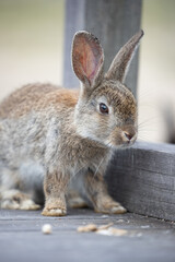 野生の仔ウサギ -うさぎの楽園 大久野島-