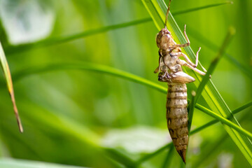 Empty dragonfly larva after metamorphose from a larva to a dragonfly leaving the transparent cocoon...
