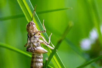 Empty dragonfly larva after metamorphose from a larva to a dragonfly leaving the transparent cocoon at the grass where the larva left the water to grow to an insect hunter at an idyllic garden pond