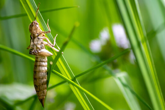 Empty dragonfly larva after metamorphose from a larva to a dragonfly leaving the transparent cocoon at the grass where the larva left the water to grow to an insect hunter at an idyllic garden pond