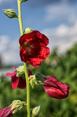 red poppy flower