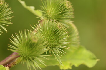 kolczasta  roślina  na  zielonym  tle  w  lesie