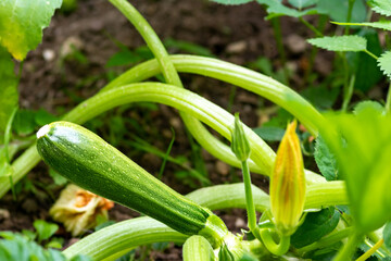 Cultivated organic zucchini (cucurbita pepo) grown in a kitchen garden or vegetable garden is a healthy nutrition for vegetarians, as diet food and delicious ingredient for meals riped on the own farm