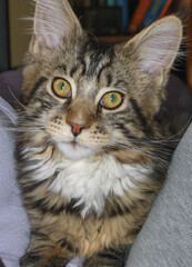 Young Maine Coon cat in apartment