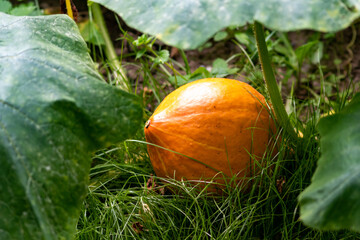 Unripe organic pumpkin growing in garden field for Halloween pumpkin fun as fresh nutrition and...