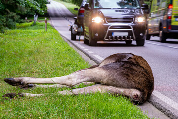killed moose after an accident with a vehicle on the road