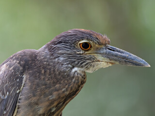 Portrait of a juvenile Yellow-crowned Night-Heron (Nyctanassa violacea), Costa Rica
