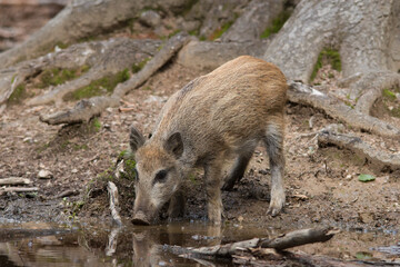 junges Wildschwein - Frischling