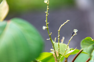蟻と植物の茎