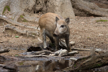Fototapeta premium Wildschweinfrischling im Wald