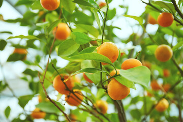 Juicy citrus fruits on a bush in the greenhouse