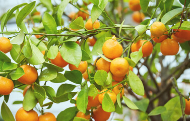 Juicy citrus fruits on a bush in the greenhouse