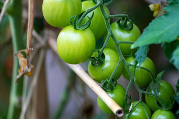 Cherry tomatoes grown at home and ripening and hanging in the vegetable garden as organic food and organic vegetables for a healthy nutrition without pesticides for vegetarians and vegans cultivated