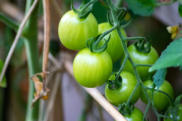 Cherry tomatoes grown at home and ripening and hanging in the vegetable garden as organic food and organic vegetables for a healthy nutrition without pesticides for vegetarians and vegans cultivated
