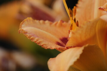 piękny  pomarańczowy  kolor  lilii  w  ogrodzie