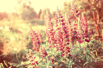 wild wildflowers field / nature landscape, abstract background view summer flowers details flower