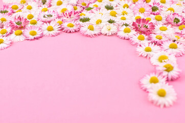 Pink daisy flowers border background, congratulation card