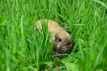 One adult rabbit with its startled eye is lying on the its path in the grass.