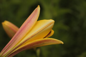 żółty  kwiat  lilii  rozkwita  w  ogrodzie  