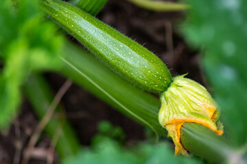 Obraz premium Cultivated organic zucchini (cucurbita pepo) grown in a kitchen garden or vegetable garden is a healthy nutrition for vegetarians, as diet food and delicious ingredient for meals riped on the own farm