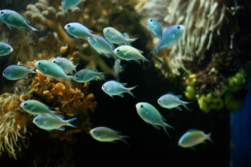 Banc de poissons exotiques sur fonds marins